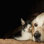 Alckmin sanciona lei que proíbe tatuagens e piercings com fins estéticos em cães e gatos