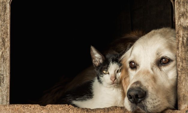 Feira de Adoção de cães e gatos será realizada neste sábado em Formiga