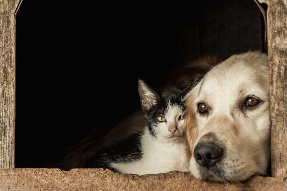 Divulgados novos locais de cadastramento para castração de cães e gatos em Formiga