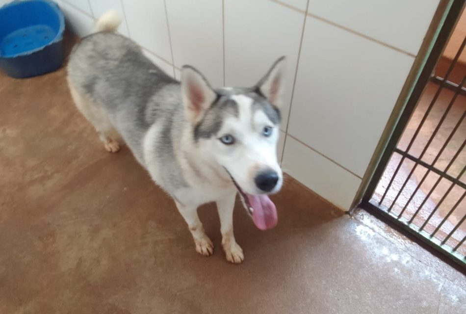 Jovem é preso em flagrante por espancar cães em Formiga