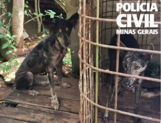 Homem de 56 anos é preso por maus-tratos a oito cães e maritaca