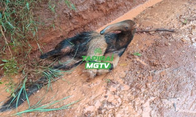 Polícia Militar de Meio Ambiente resgata tamanduá ferido entre Medeiros e Pratinha
