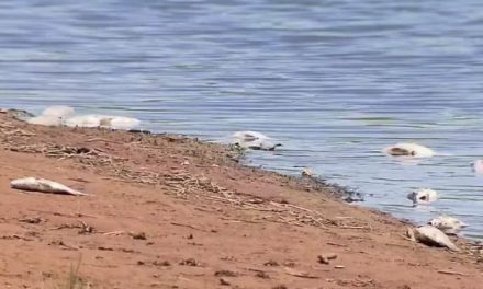 Morte de peixes no Lago de Furnas é apurada pela Polícia Militar de Meio Ambiente