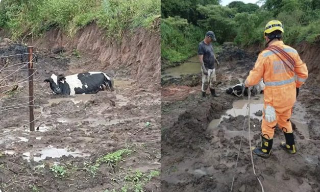 Vaca fica presa em brejo e é resgatada pelo Corpo de Bombeiros