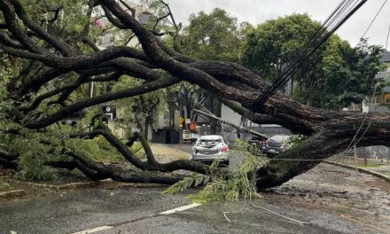 Árvore de grande porte cai e atinge carros na praça Nova York, região Centro-Sul de BH