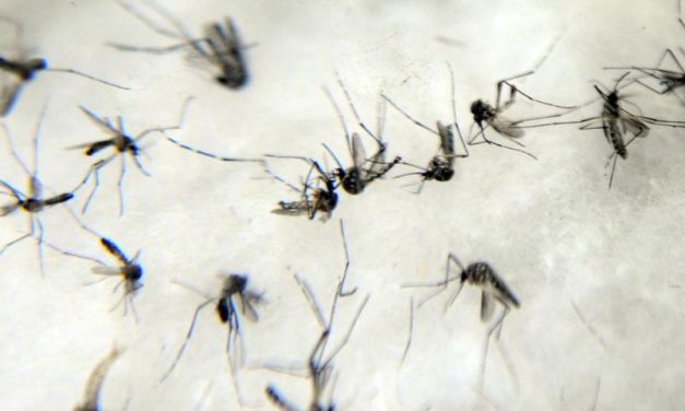 Minas confirma mais 6 mortes por dengue nas últimas 24 horas