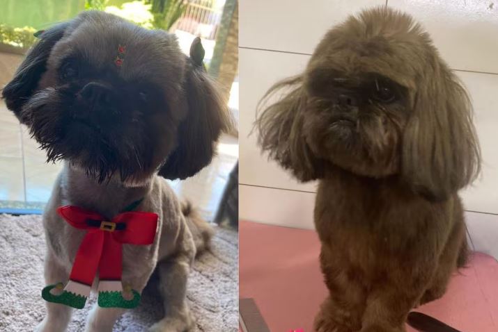 Cachorro é furtado e tem pelos pintados com tinta de cabelo para disfarce