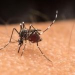 Aedes aegypti: experimento de universidade de MG mostra que mosquito pode picar até por cima da roupa