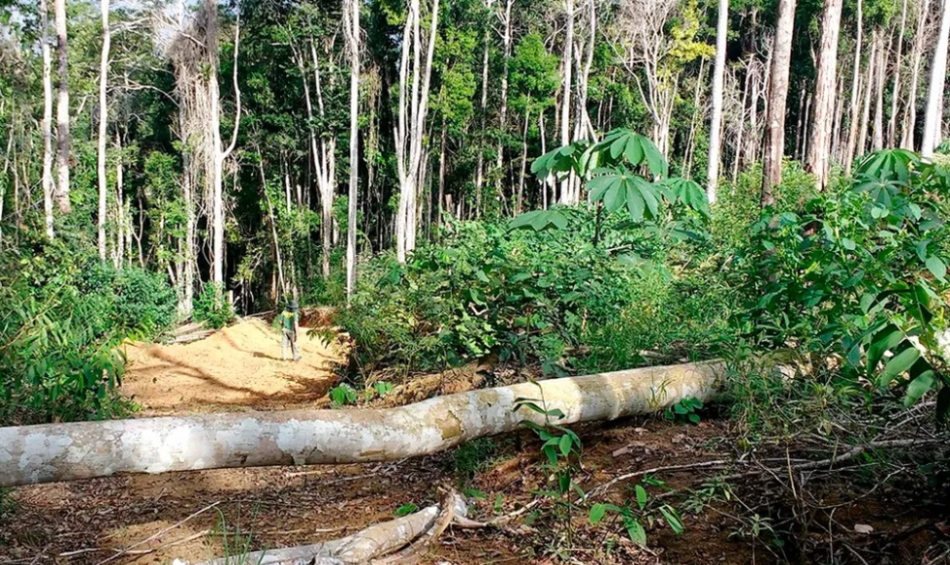 Estudo mostra que árvores exclusivas da Mata Atlântica estão ameaçadas