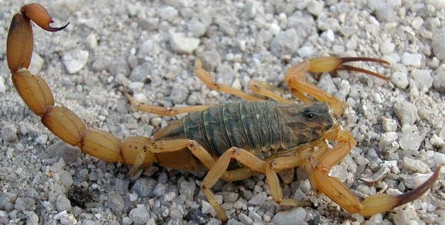 Aparecimento de escorpiões preocupa moradores em Divinópolis