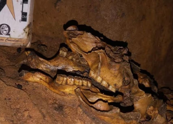 Fóssil de preguiça-gigante é descoberto em Pains