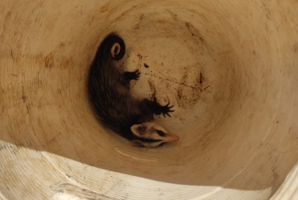 Gambá é capturado em jardim no Centro de Formiga