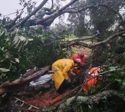 Idoso fica preso após ser atingido por tronco durante corte de árvore na zona rural de Itutinga, MG