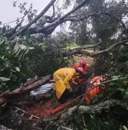 Idoso fica preso após ser atingido por tronco durante corte de árvore na zona rural de Itutinga, MG