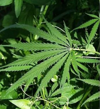 Alemanha aprova projeto que legaliza uso recreativo da maconha