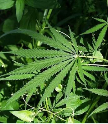 Alemanha aprova projeto que legaliza uso recreativo da maconha