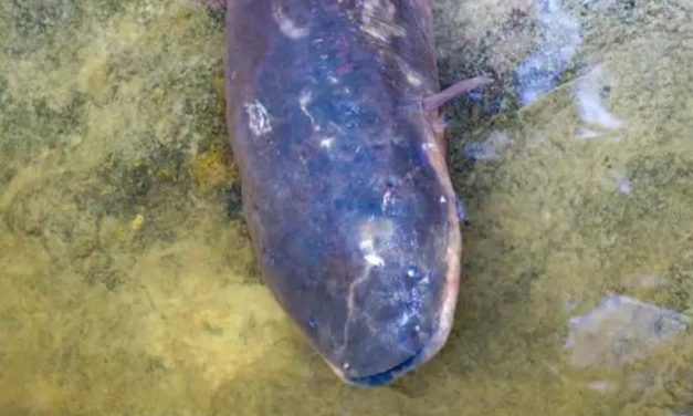 Pesquisadores fazem expedição em busca de peixes-elétricos na Amazônia