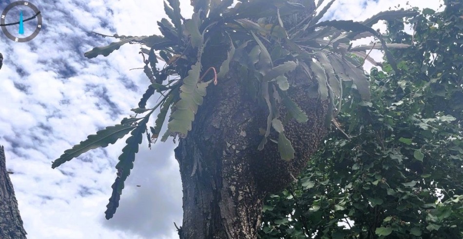 Ocorrência envolvendo risco de ataque de abelhas é registrada na avenida Paulo de Brito, em Formiga