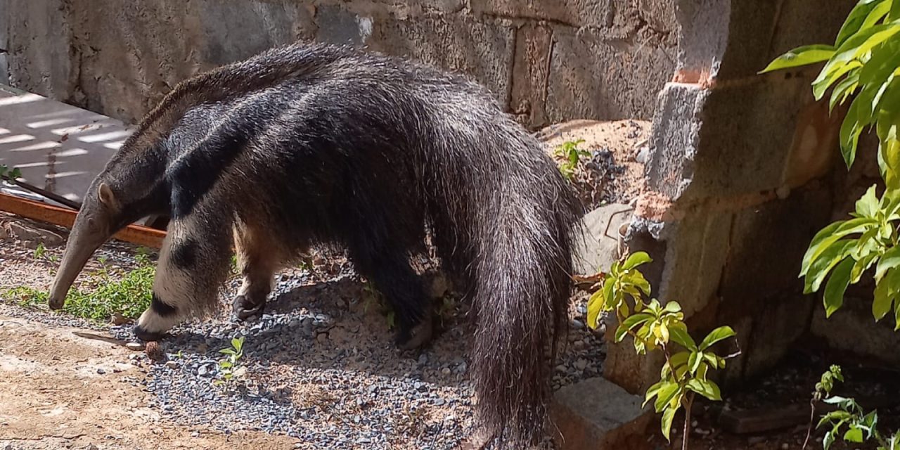 Tamanduá é capturado no quintal de residência no bairro Água Vermelha, em Formiga
