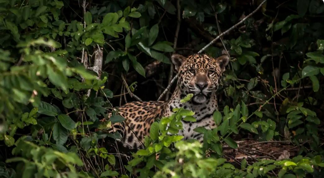 Pesquisadores testam IA para evitar mortes de animais em rodovias