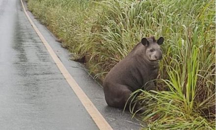 Anta machucada é resgatada em rodovia de Minas