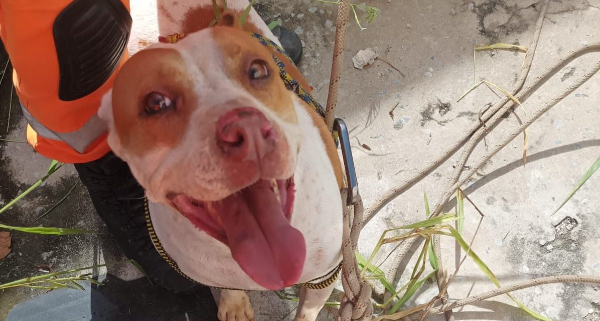 Cão fica preso em grota e é resgatado pelos bombeiros em Formiga
