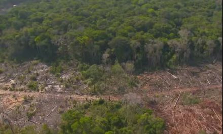 CCJ da Câmara dá aval a projeto que diminui proteção à vegetação nativa não florestal nos biomas brasileiros