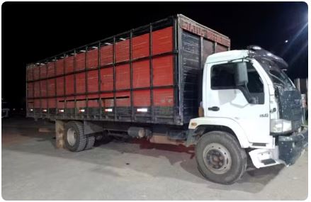 Gado furtado é recuperado dentro de caminhão em MG