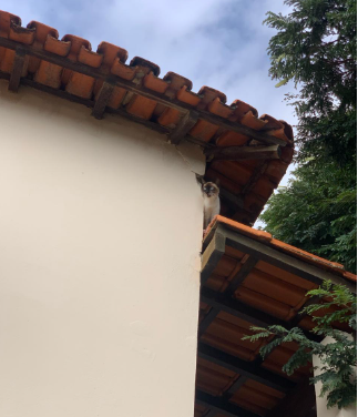 Animal doméstico em situação de risco é capturado em Arcos