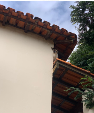 Animal doméstico em situação de risco é capturado em Arcos