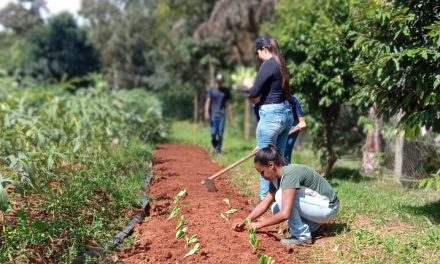 Equipe do Projeto Horta Urbana planta 50 mudas de alface e 50 de couve