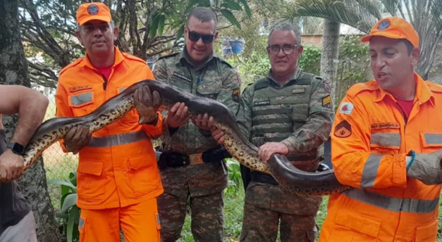 Jiboia é resgatada dentro de cano de casa em MG