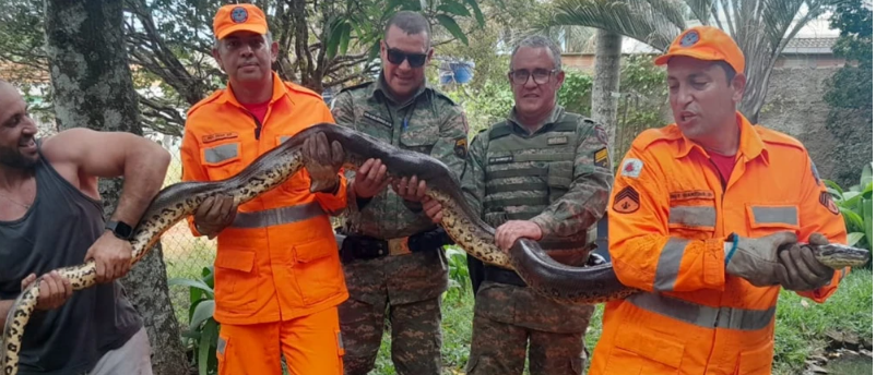 Jiboia é resgatada dentro de cano de casa em MG