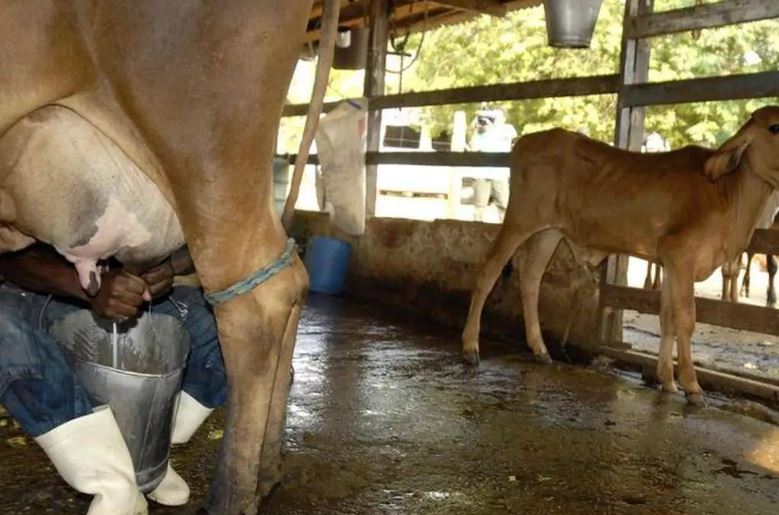 Governo de MG determina tributação de toda importação de leite em pó no Estado