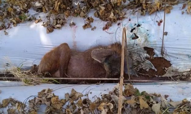 Lobo-guará resgatado em plantação de morangos no Sul de Minas está em estado grave