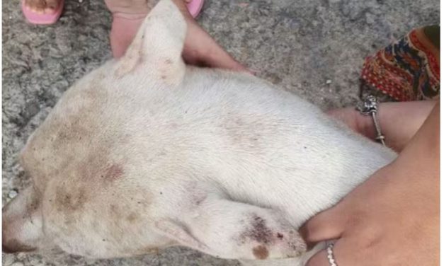 Homem é preso por manter cachorro amarrado com corrente e longe da vasilha de água em MG