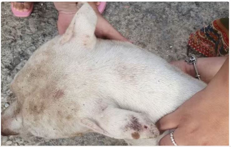 Homem é preso por manter cachorro amarrado com corrente e longe da vasilha de água em MG