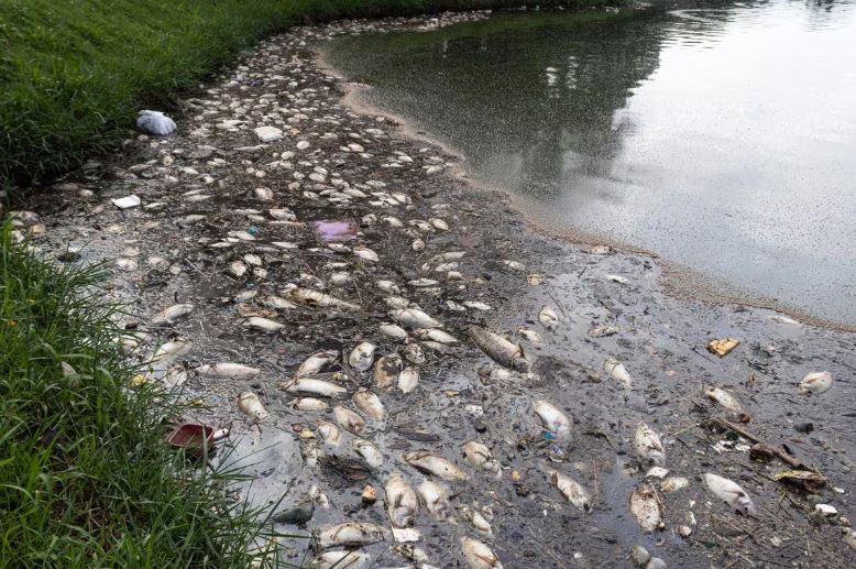 Milhares de peixes morrem na Pampulha, e Prefeitura culpa Copasa por ‘lançar poluentes’