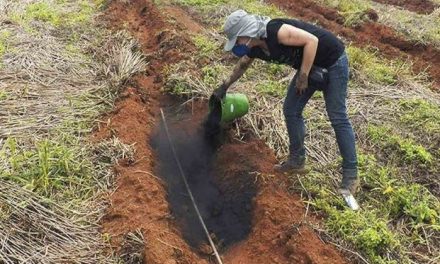 Pesquisadores mineiros criam biocarvão para aumentar produção de colheitas