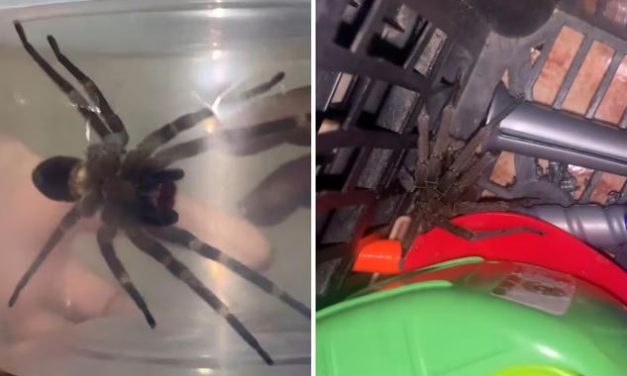Aranha-armadeira escondida em caixa pica criança na Grande BH