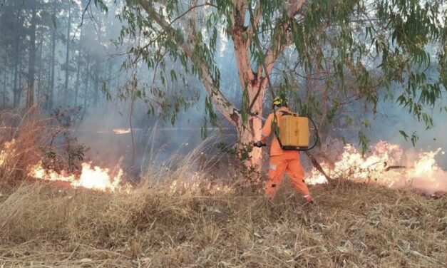 Ibama cria plataforma para acompanhar recuperação ambiental