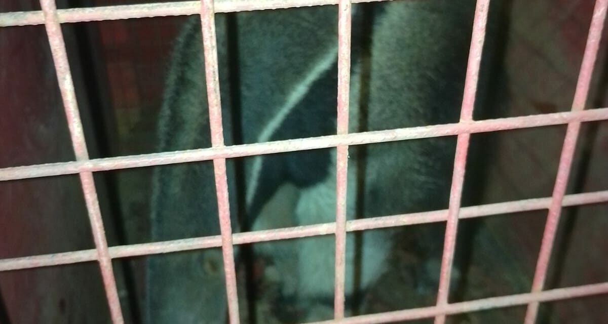 Animal silvestre é capturado em garagem de residência em Formiga