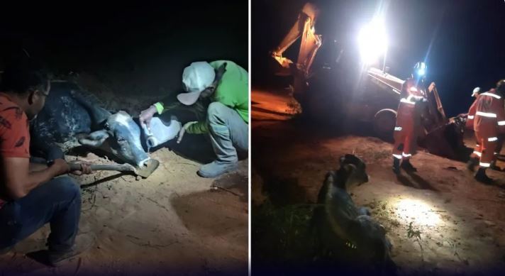 Bezerro preso em buraco é resgatado com retroescavadeira