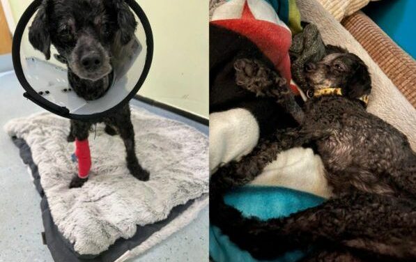 Cadela é encontrada ao lado do corpo de tutora morta há uma semana