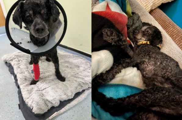 Cadela é encontrada ao lado do corpo de tutora morta há uma semana
