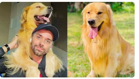 Cachorro morre após falha no transporte aéreo da Gol em Guarulhos