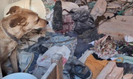 Cadelas são resgatadas após serem encontradas amarradas e sem comida em Minas