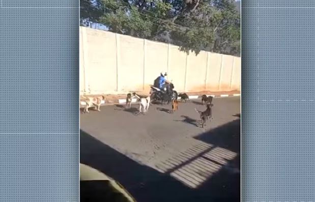 Matilha com 30 cães ataca moradores em Passos