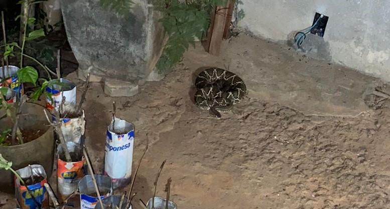 Cobra é capturada em varanda de residência em Arcos