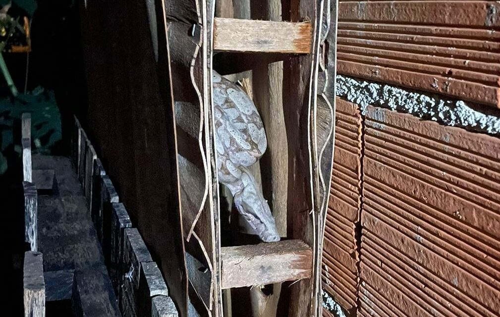Duas jiboias são capturadas em Arcos em um prazo de aproximadamente 24 horas
